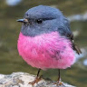 Meet your Posher, Haikarin008